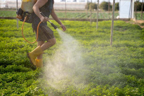Best Ant Control Services  in Pineville, KY