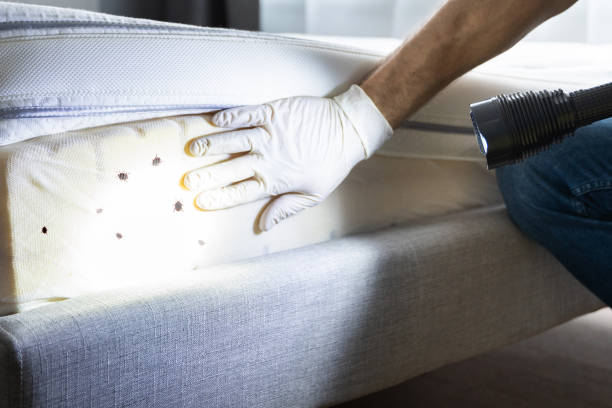 Best Flea Control Services  in Pineville, KY